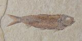Phareodus & Knightia Fossil Fish - Wyoming #44543-2